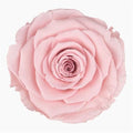 Artificial Preserved Rosa Xl Pin 04