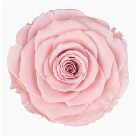 Artificial Preserved Rosa Xl Pin 04