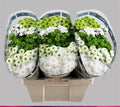Farm Fresh Santini Cold Mix (Bunch of 25 stems, Length 55cm)