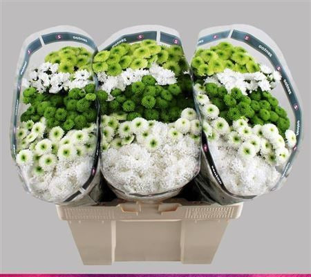 Farm Fresh Santini Cold Mix (Bunch of 25 stems, Length 55cm)