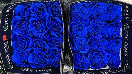 Farm Fresh Rosa Gr Ec Tinted Blue (Bunch of 25 stems, Length 60cm)