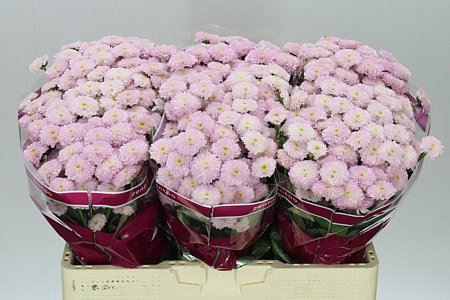 Farm Fresh Santini Miller Pearl (Bunch of 25 stems, Length 55cm)