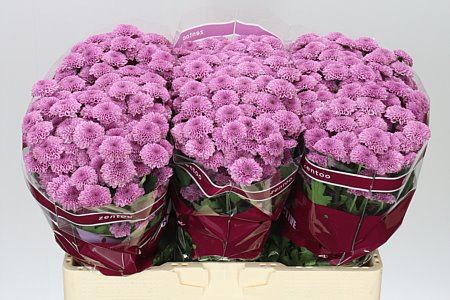 Farm Fresh Santini Kismo Pink (Bunch of 25 stems, Length 55cm)