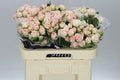 Farm Fresh Rosa Tr Bombastic Rosa tros (Bunch of 10 stems, Length 60cm)