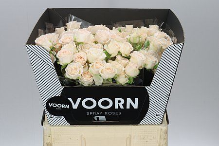 Farm Fresh Rosa Tr Sofie Rosa tros (Bunch of 10 stems, Length 60cm)