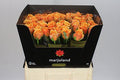 Farm Fresh Rosa Gr Novi Xl(Bunch of 10stems, Length 60cm)