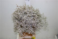 Tataricum Dried 350 Gram