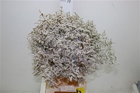 Tataricum Dried 350 Gram