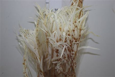 Dried Parvi Bleached