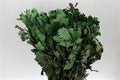 Pres Eik / Oak Green