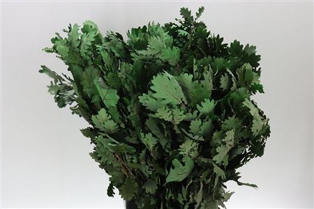 Pres Eik / Oak Green