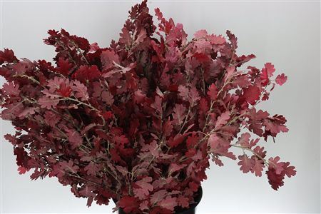 Pres Eik / Oak Red