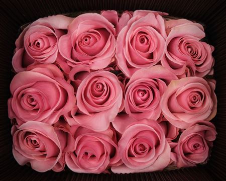 Farm Fresh Rosa Ecuadorian Gr Think Pink  (Bunch of 25 stems, Length 60cm)