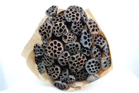 Dried Lotus Silver