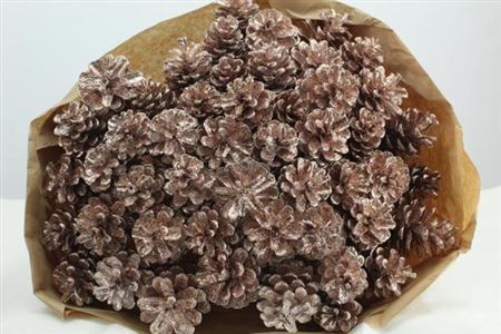 Dried Pine Cone Champange + Gli