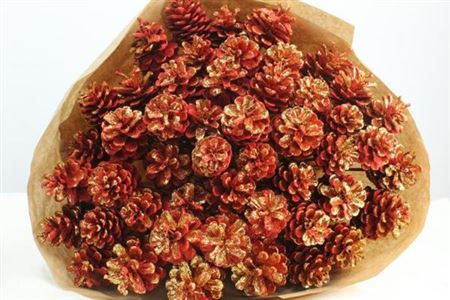 Dried Pine Cone Red + Gold