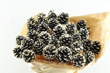 Dried Pine Cone White + Gold