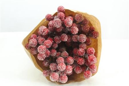 Dried Rozenbottel + Frosted