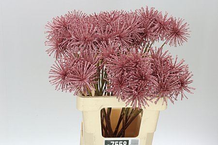 Dried Spider Ball Pink Auction