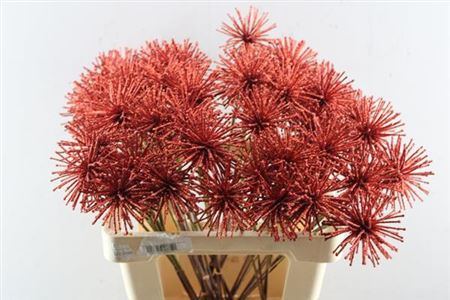 Dried Spider Ball Rood