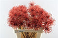 Dried Spider Ball Rood