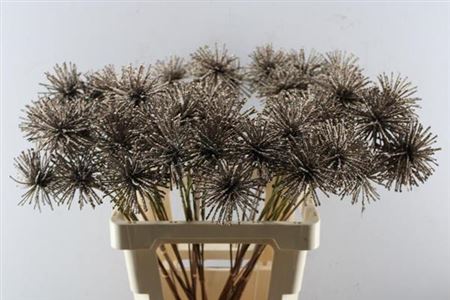Dried Spider Ball Koper