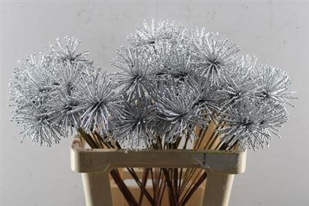 Dried Spider Ball Silver