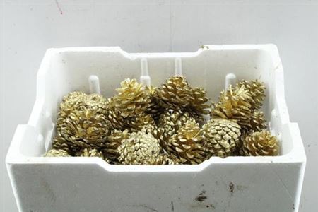 Droog Den (loskop) Goud