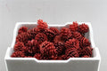 Droog Denn (loskop) Rood