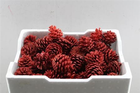 Droog Denn (loskop) Rood