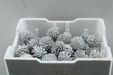 Droog Denn (loskop) Wit