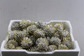 Droog Denn (loskop) Wit/gold