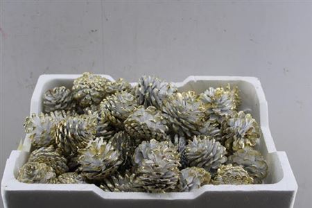 Droog Denn (loskop) Wit/gold