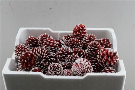 Droog Denn(loskop) L.red Tip