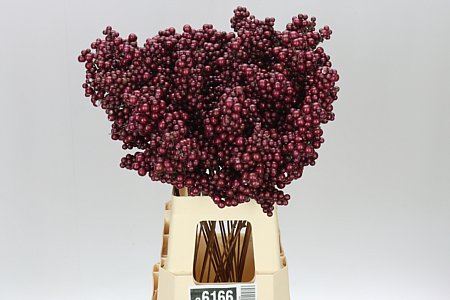 Peper Bes Op Stok Bordaux