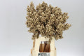 Peper Bes Op Stok Goud