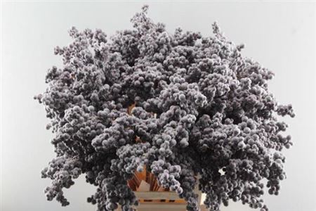 Peper Bes Op Stok Icy Paars