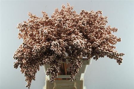 Peper Bes Op Stok Koper