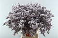 Peper Bes Op Stok Icy Rose