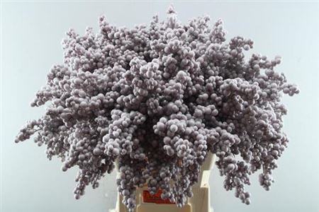 Peper Bes Op Stok Icy Rose