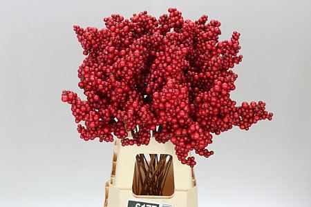 Peper Bes Op Stok Rood