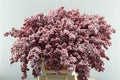 Peper Bes Op Stok Zz Icy Rood
