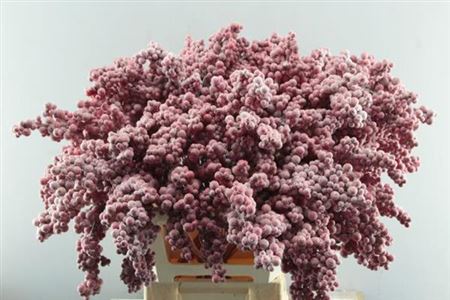 Peper Bes Op Stok Zz Icy Rood