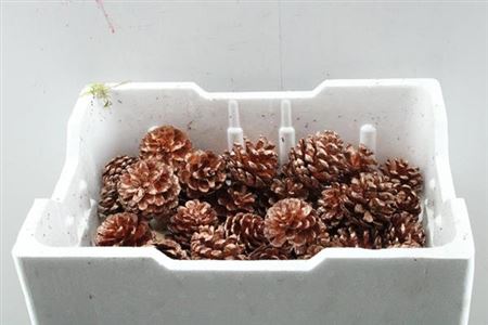 Droog Denn (loskop) Koper