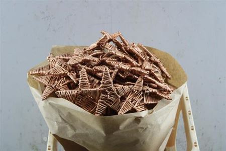 Dried Lata Star Koper Auction