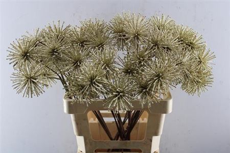 Dried Spider Ball Gold