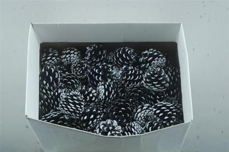 Droog Denn (loskop) Blauw-tip