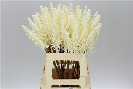 Dried Kerstboom Wit Auction