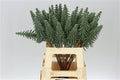 Dried Kerstboom Groen