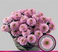 Farm Fresh Spray Chrysanthemum T Letsgo Pink (Bunch of 5 stems, Length 70cm) (PACK OF 2)